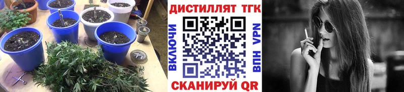 купить наркоту  Отрадное  Дистиллят ТГК THC oil 